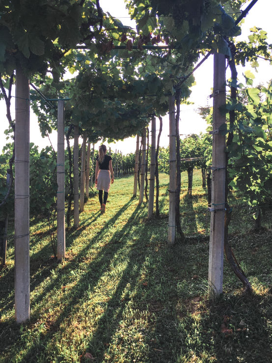 vinograd pomurje